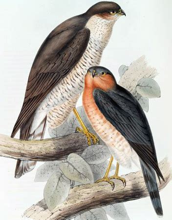 Eurasian Sparrowhawk - Accipiter nisus - Accipitridae - Birds of India