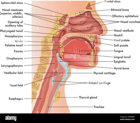 Medical diagram of anatomy of nose, mouth, larynx, and pharynx, with ...