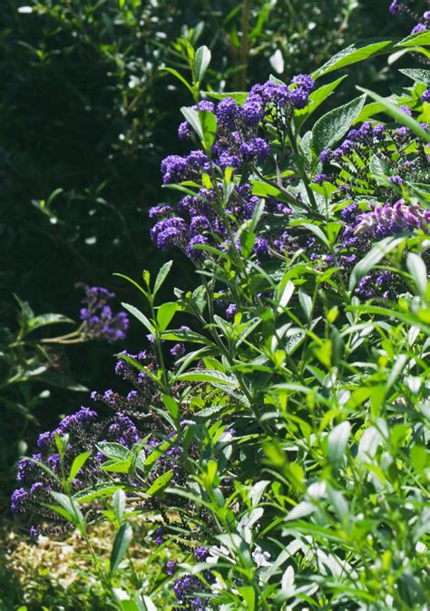 Purple Blue Flower Shrub at Jesse Banks blog