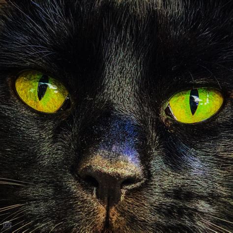Black Cat With Green Eyes - Etsy