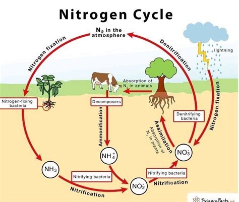 provide the nitrogen cycle with explanation.. - Brainly.in