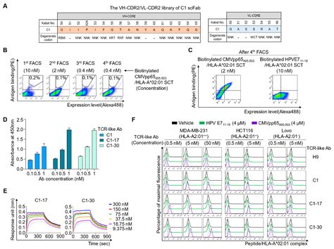 Affinity Maturation of a T-Cell Receptor-Like Antibody Specific for a ...