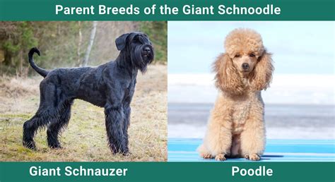 Giant Schnoodle Dog Breed: Info, Pictures, Care Guide & More – Dogster