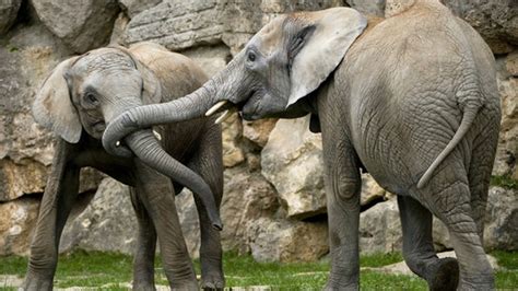 The world’s best zoos | Condé Nast Traveller India