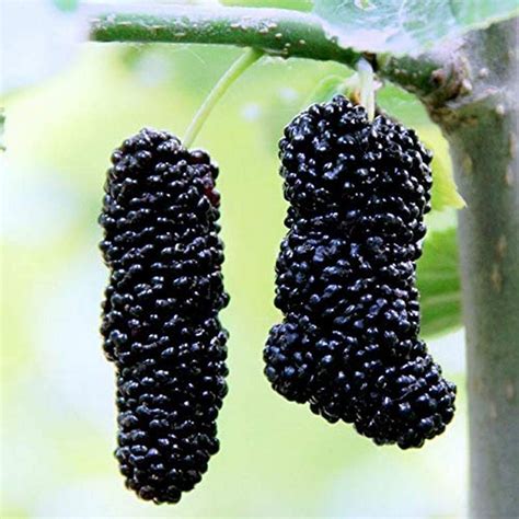 Creative Farmer Plants Live Black Long Shahtoot/Mulberry Fruit Plant ...