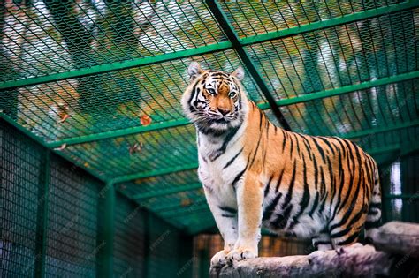 Premium Photo | Tiger in the zoo beautiful and powerful photo of this ...
