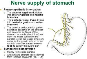 Image result for Vagus Nerve Function
