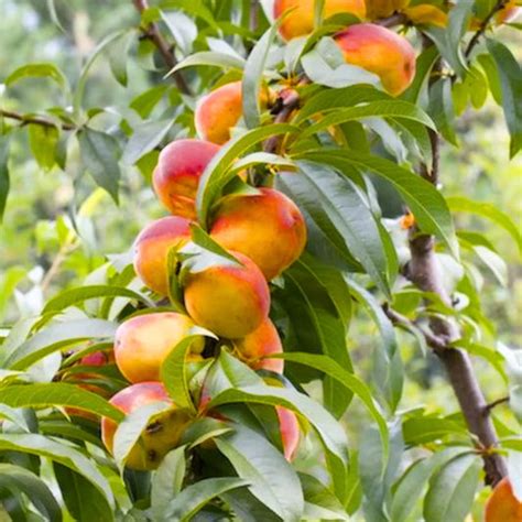 Cobra Fern (Asplenium Nidus fern) - Plant – Lalit Enterprise