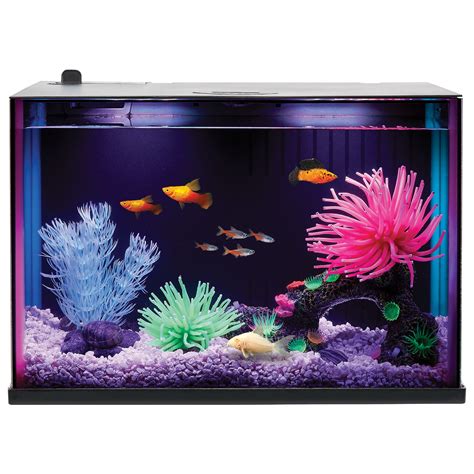 Easy Fish For 3 Gallon Tank - Wese Aquarium Fish
