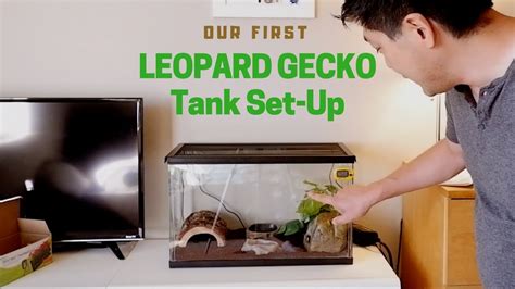 SETTING UP MY LEOPARD GECKO'S NEW HABITAT, 43% OFF