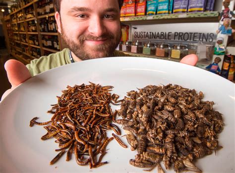 Chocolate Covered Edible Insects