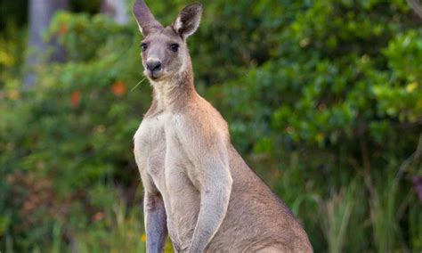 What Is Inside a Kangaroo Pouch? - A-Z Animals