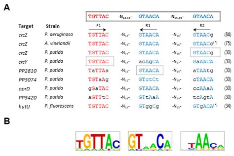 The Regulatory Hierarchy Following Signal Integration by the CbrAB Two ...