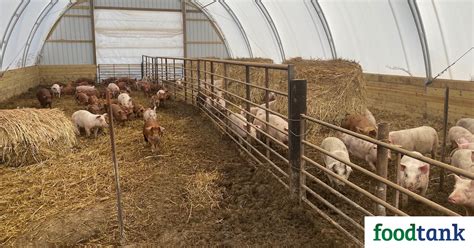 Small-Scale Hog Farming 的图像结果