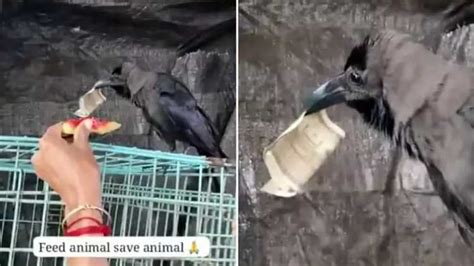 Viral Video Clever Crow Flies With 500 Rupee Note Watch Viral Video ...