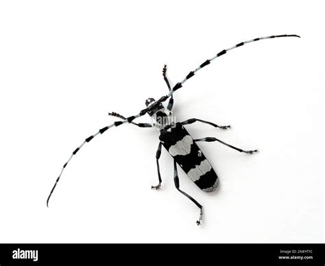 dorsal view of a striking black and white male banded alder borer ...