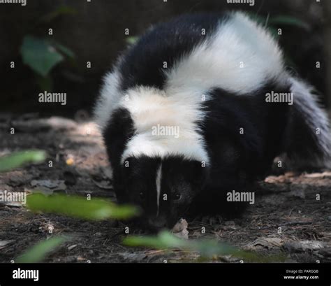 Creeping black and white skunk waddling forward Stock Photo - Alamy