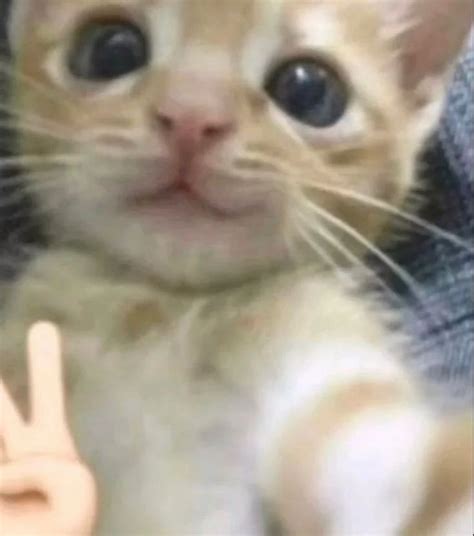 Image result for Scared Cat PFP