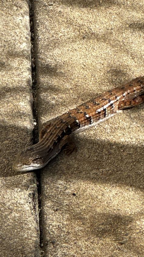 Coworkers have claimed to have seen snakes at my workplace. I think I ...