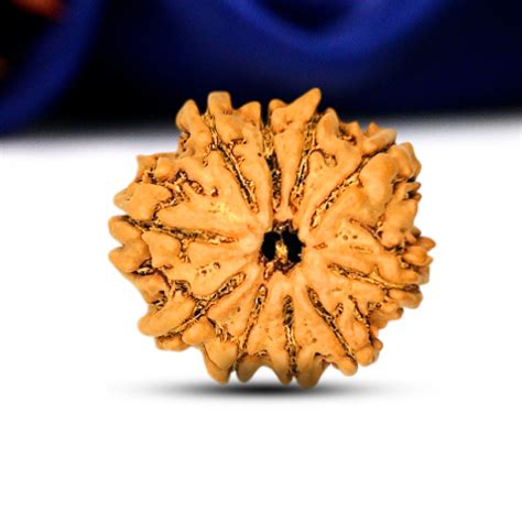 10 Mukhi Rudraksha (Nepali) - Regular – Shiv Kripa Rudraksha