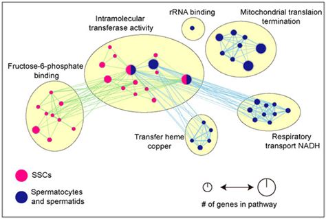 Antioxidants | Special Issue : Mitochondria Biology in Reproductive ...