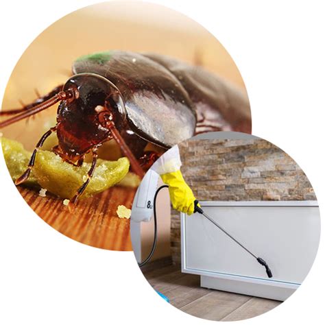 Cockroach Extermination Method 的图像结果