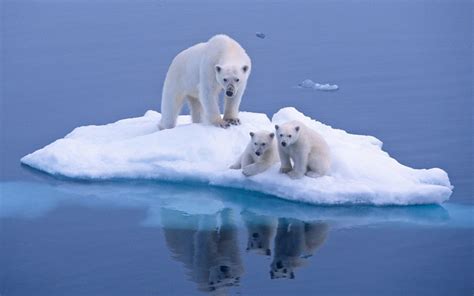 万物有灵：小北极熊第一次看到世界_一见读书-梨视频官网-Pear Video
