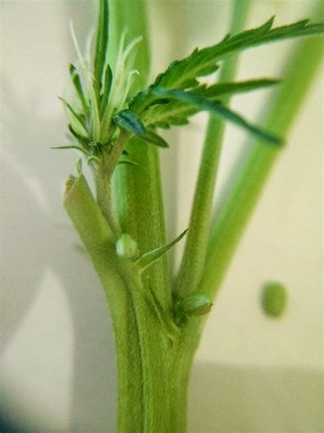Identify male, female and hermaphrodite Cannabis plants