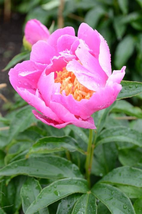 Paeonia lactiflora - Kinapeon, Silkepeon, Chinese Peony, Garden Peony ...