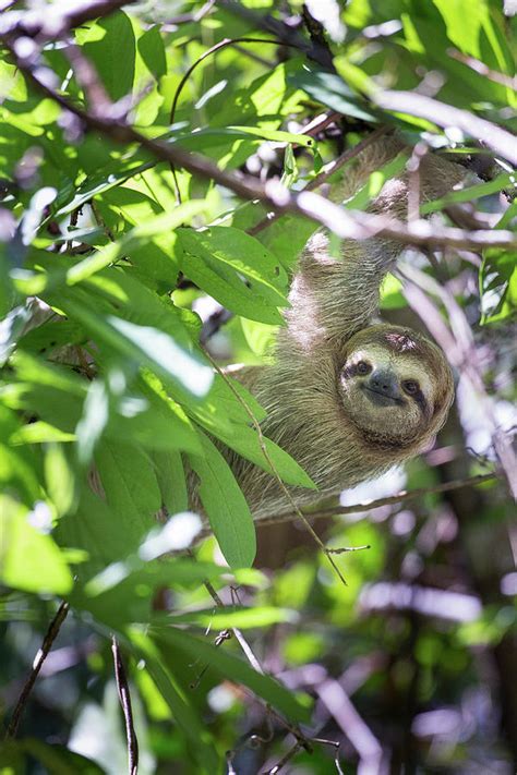 Sloth Climbing Tree 的图像结果