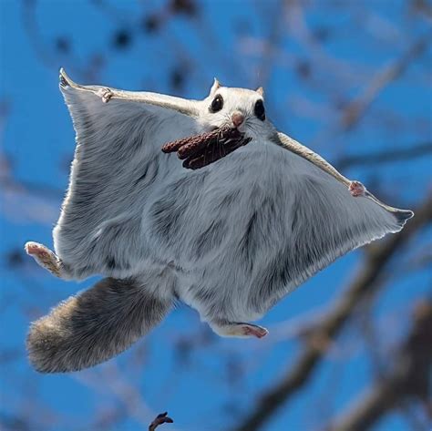 Flying squirrel pet – Artofit