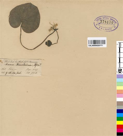 Phanerogams Type Details