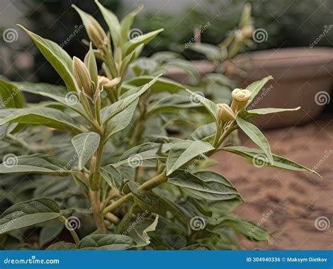 Ashwagandha (Withania Somnifera) Stock Illustration - Illustration of ...