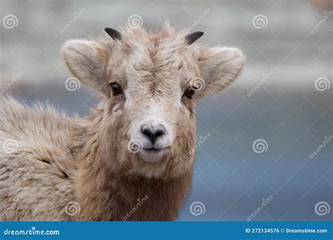 Portrait Of A Bighorn Sheep In The Wild Life As Is. Female Wild Ram In ...