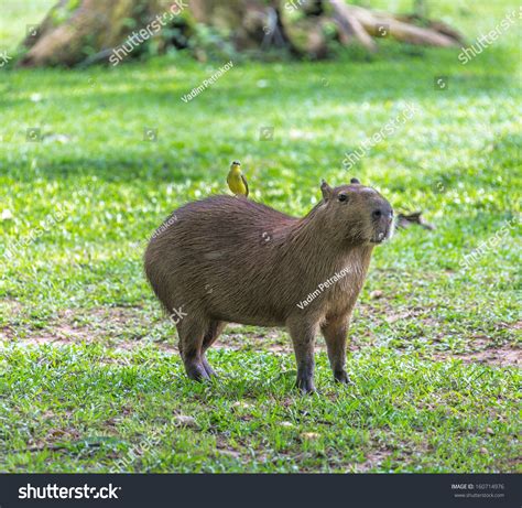 Image result for Rust Cod Map Real Life