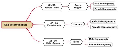 Mindmap — lesson. Science State Board, Class 10.