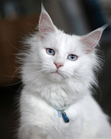 Blue Eyes White Fur Cat
