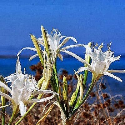 ALEXIOS ALEXAKIS (2025) All You Need to Know BEFORE You Go (with Photos ...