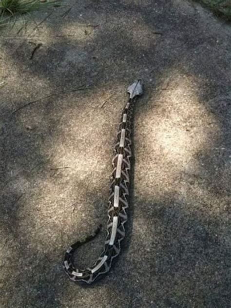 Gaboon Viper Snake Bite 的图像结果