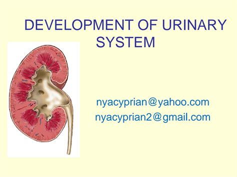 SOLUTION: Development of urinary system - Studypool