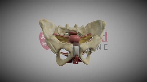 Female Reproductive System - Download Free 3D model by Stanford EdTech ...