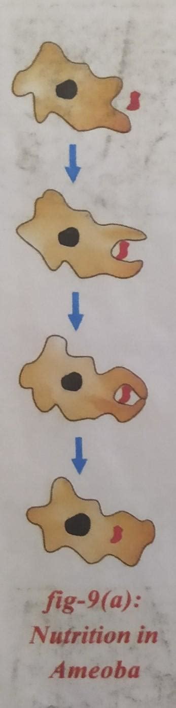 Explain digestion in amoeba with digrams - Brainly.in