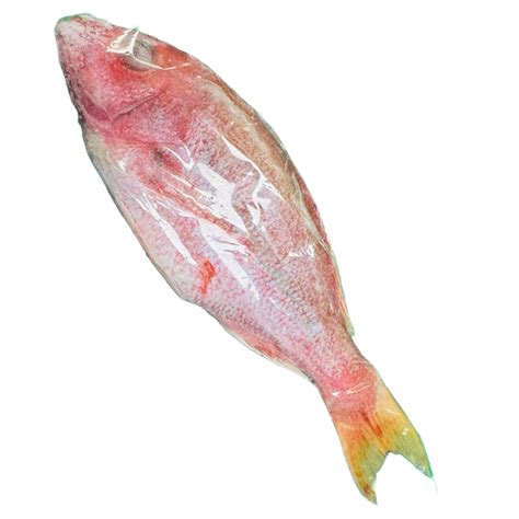 Image result for Tropical Snapper