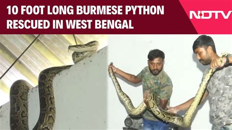 10-Foot-Long Burmese Python Rescued From West Bengal's Jalpaiguri