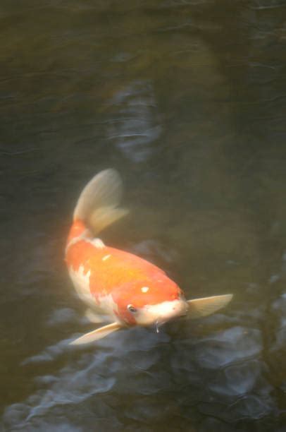 Cod Fish Swimming 的图像结果