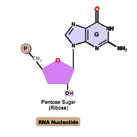 RNA Chain 的图像结果