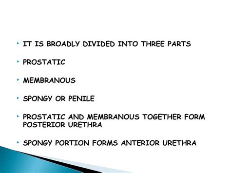 anatomy of male urethra | PPT
