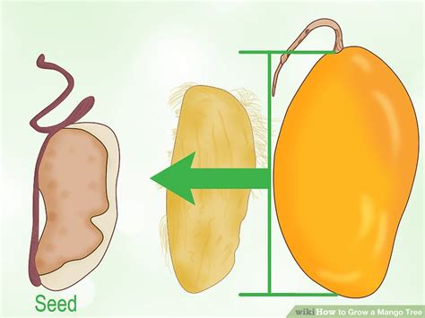 Tips for Growing Mango Tree 的图像结果