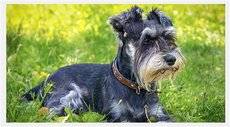 Deep Learning in MATLAB 的图像结果