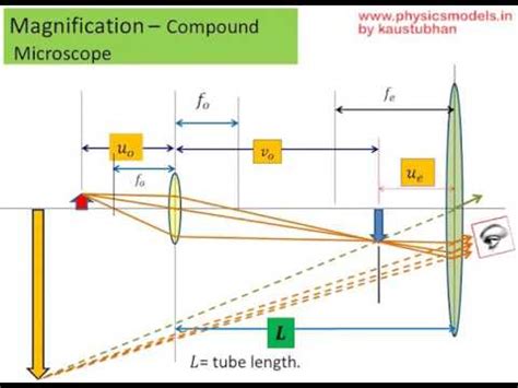 Compound Light Microscope Magnification Calculation | Shelly Lighting